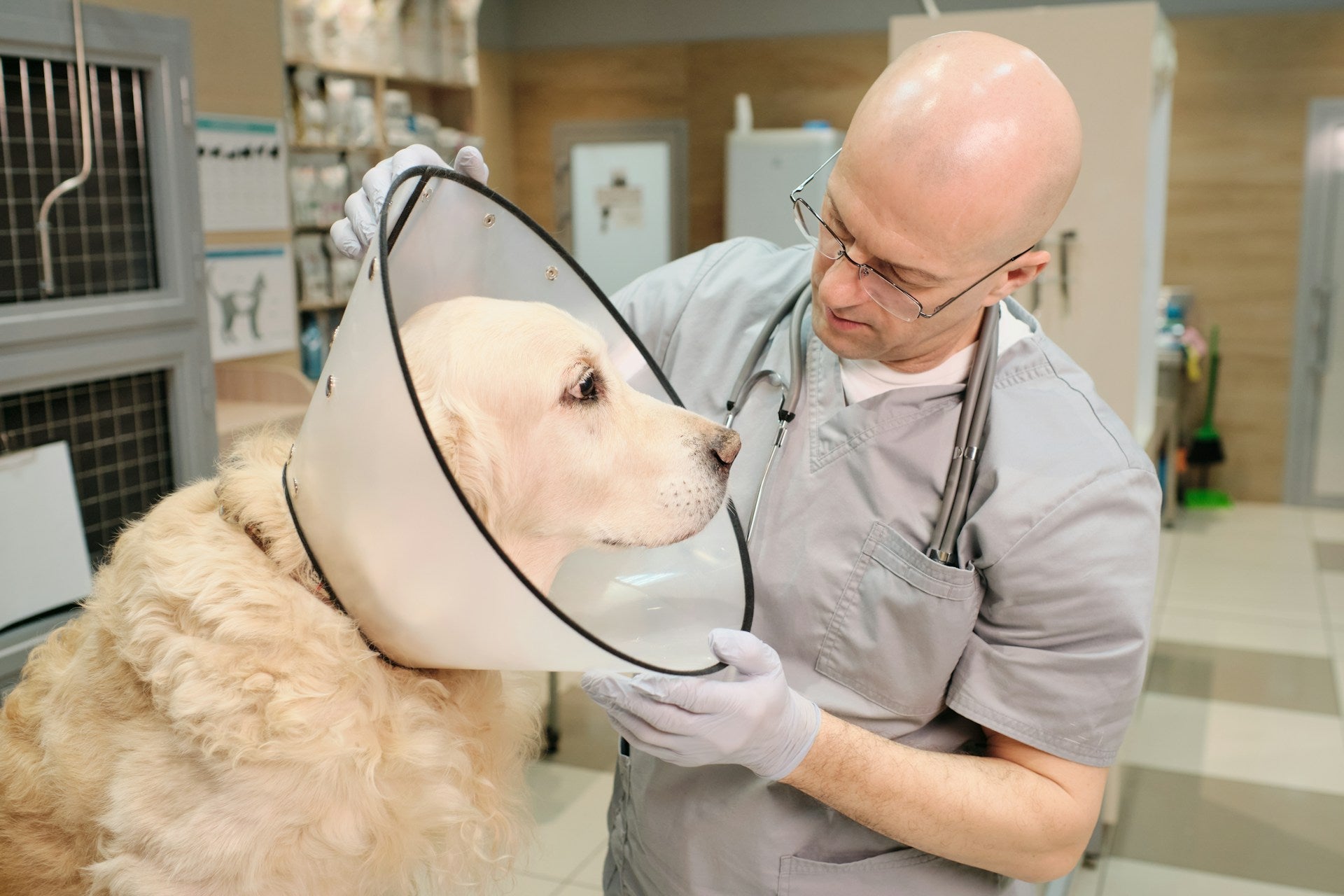 Veterinary