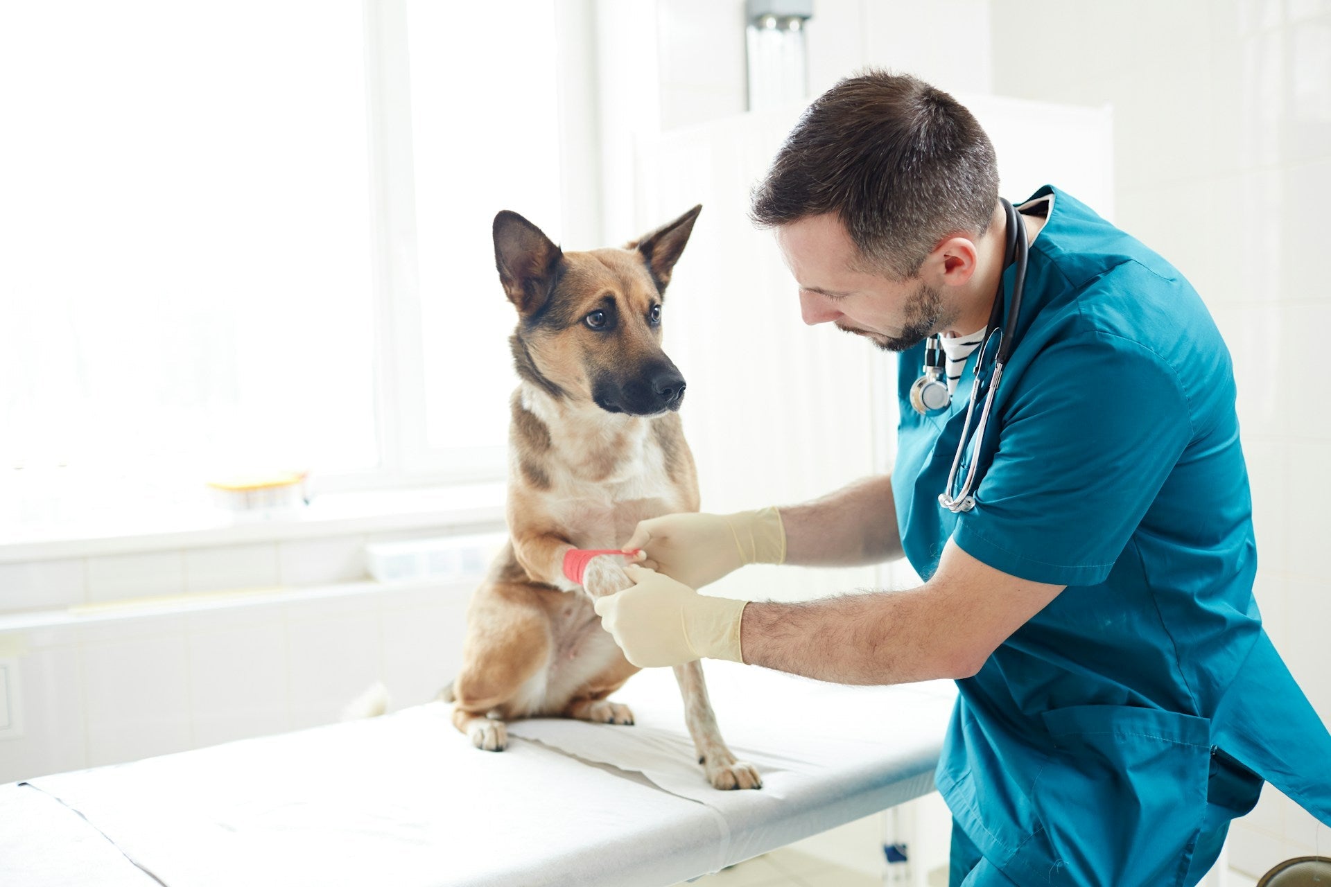 Veterinary Tools