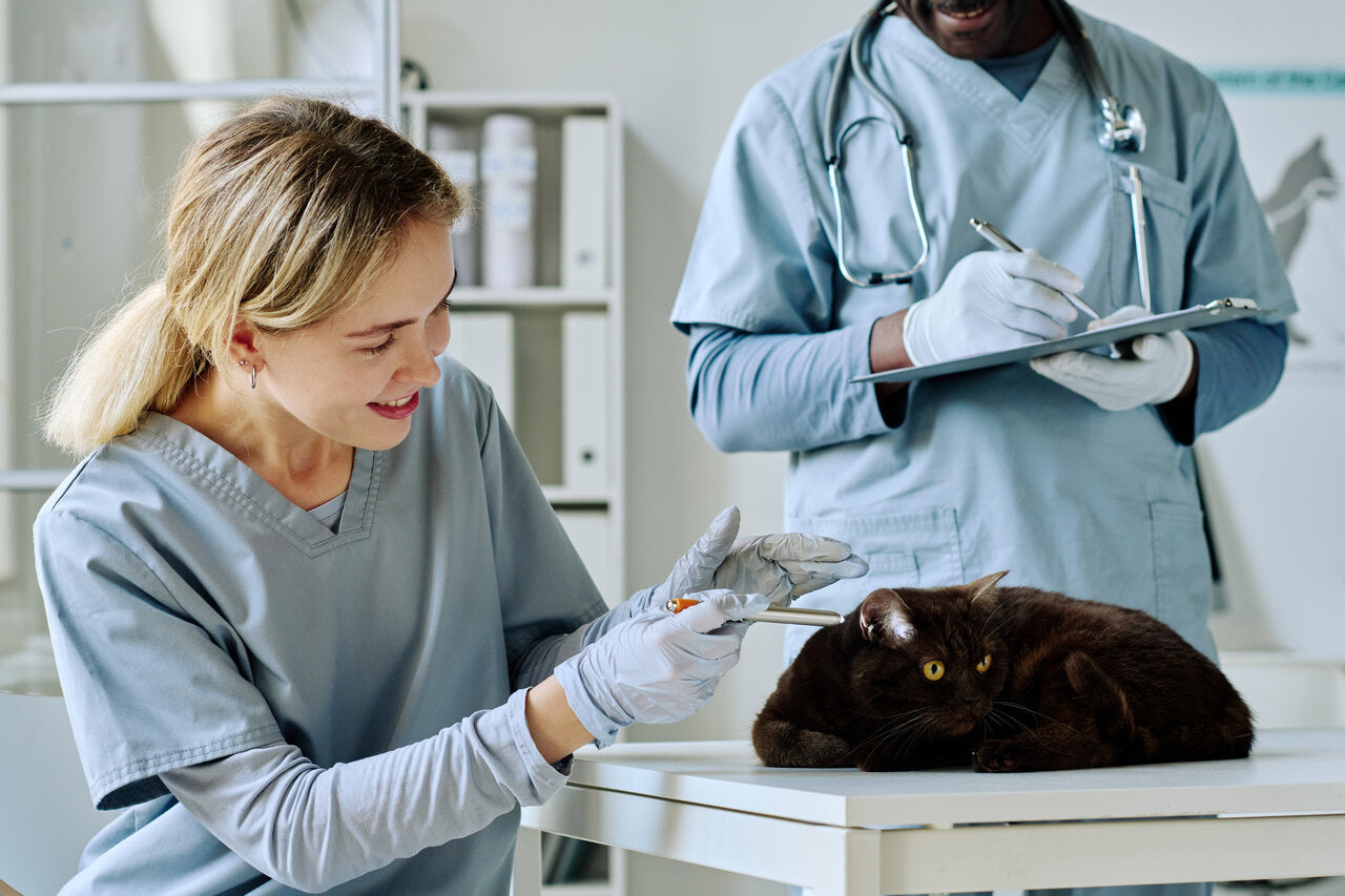 veterinary care