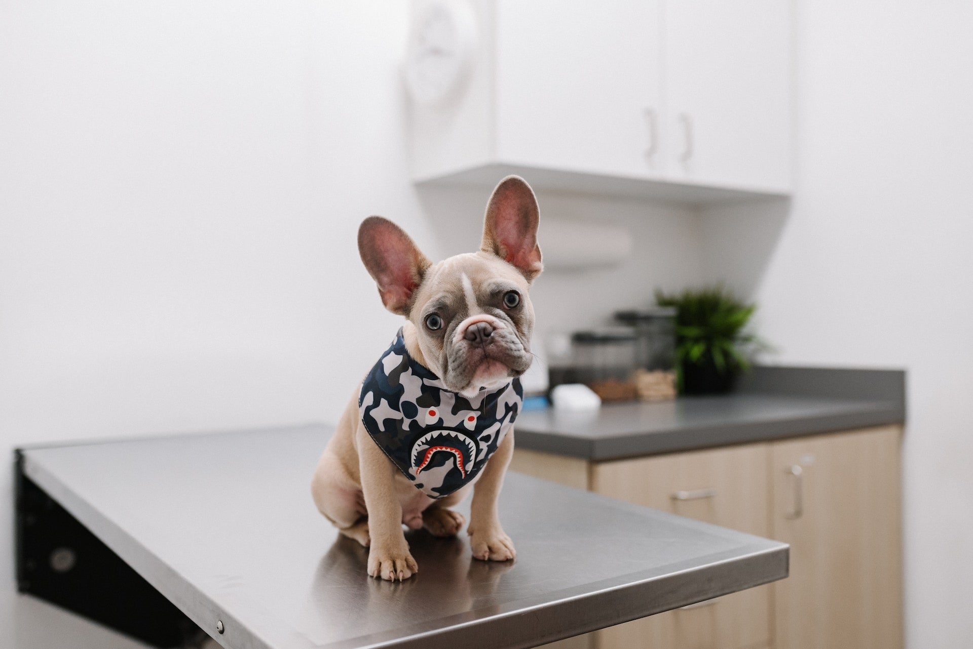 4 Tips to Get Your Veterinary Hospital Inventory Organized