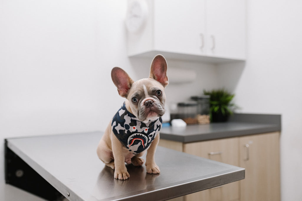 4 Tips to Get Your Veterinary Hospital Inventory Organized