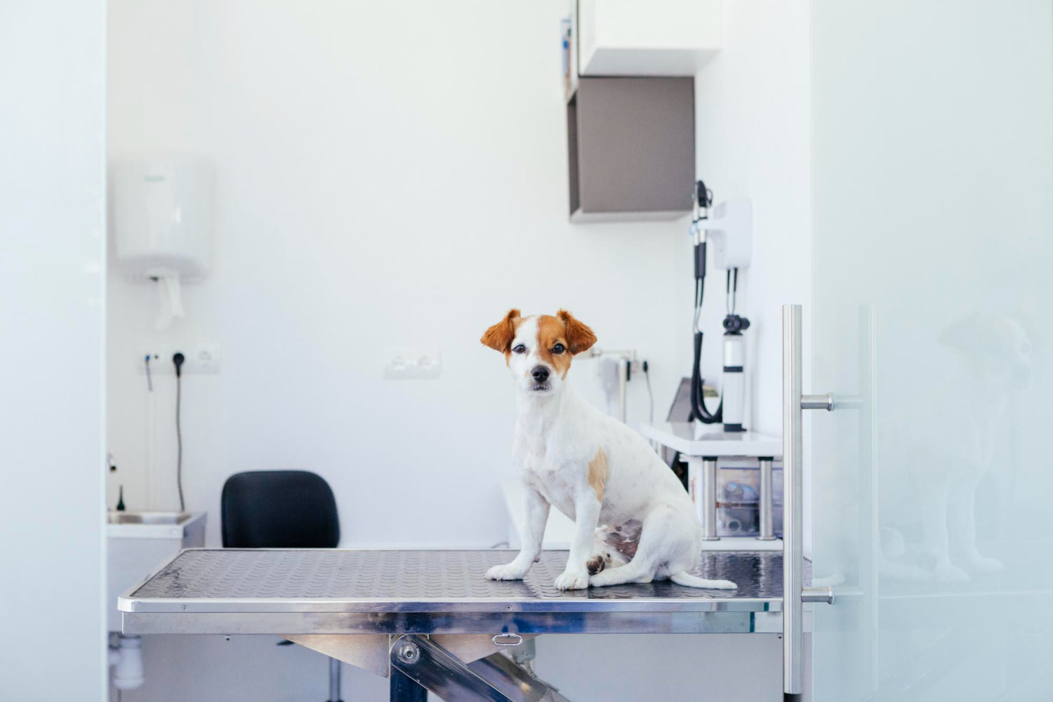 Enhancing Veterinary Care with Ergonomic Saddle Stools