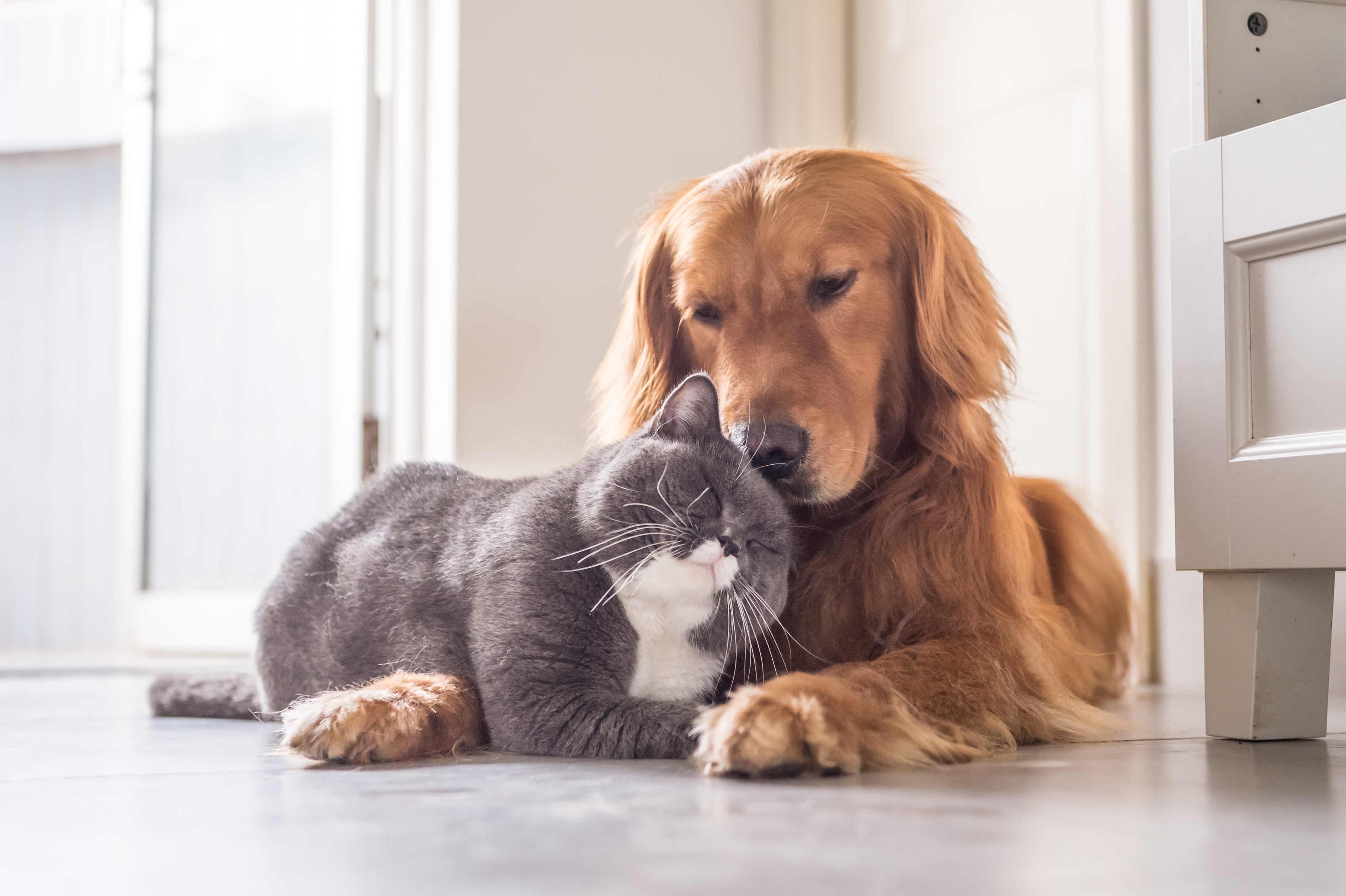 Animals Have Rights