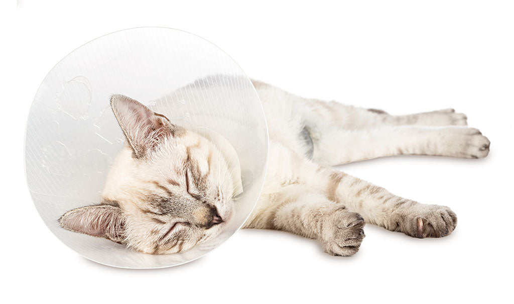 An Overview Of Feline Anesthesia Procedure