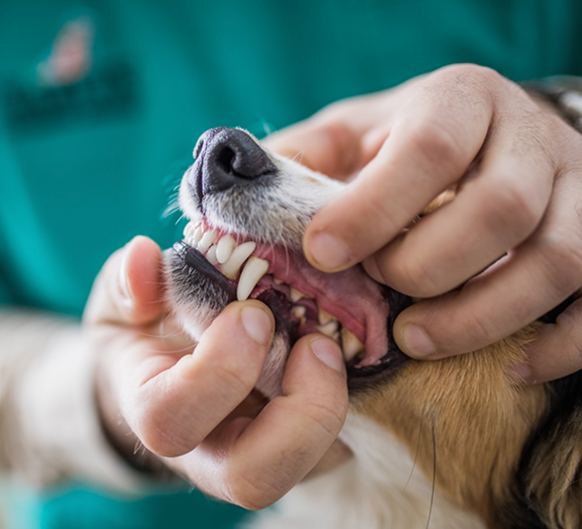 Revolutionizing Veterinary Dentistry: The Advancements and Benefits of ProNorth Medical's Dental Technology