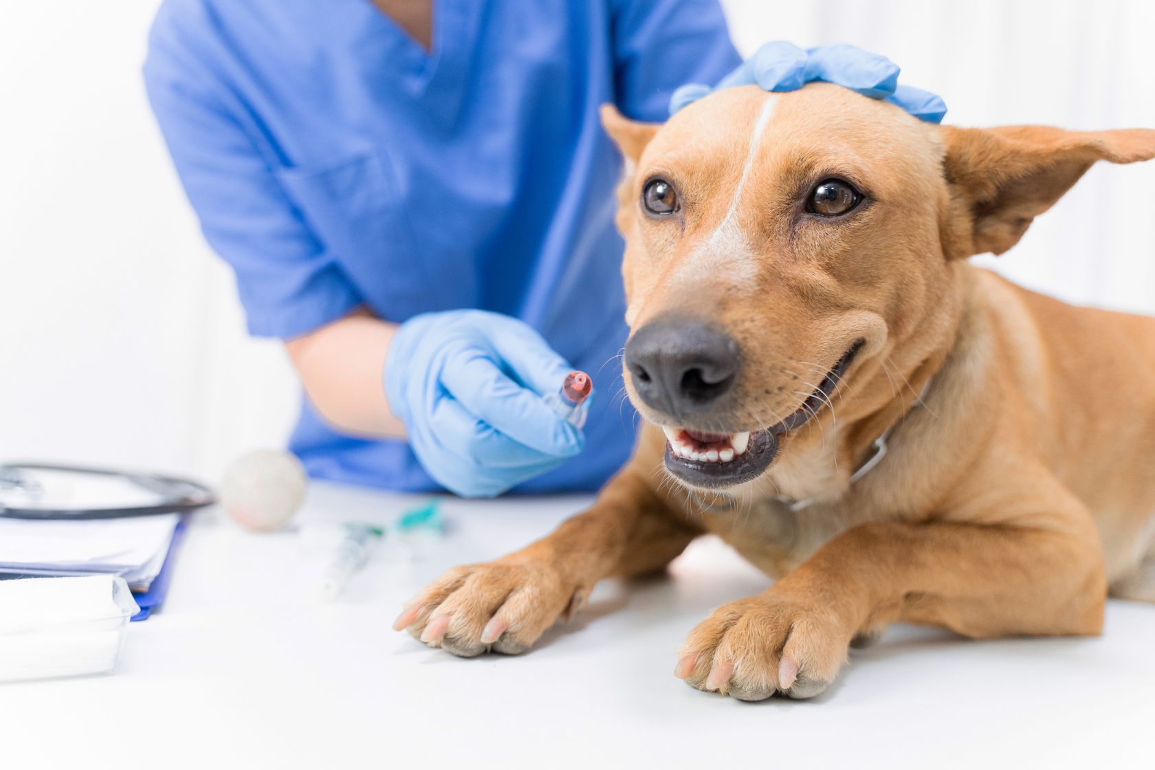 dog at a vet clinic