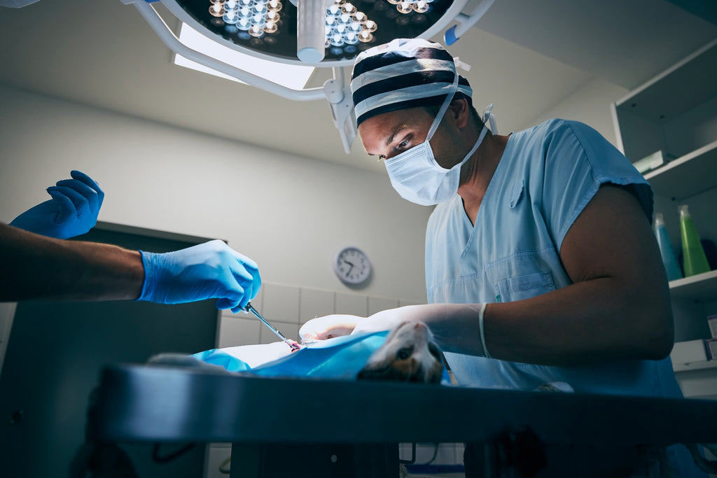 Veterinary Surgical Light Buying Guide: 5 Considerations