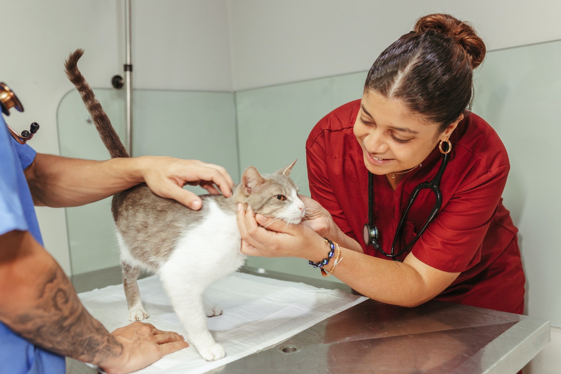 Ergonomic Saddle Stools: A Valuable Addition for Veterinary Professionals