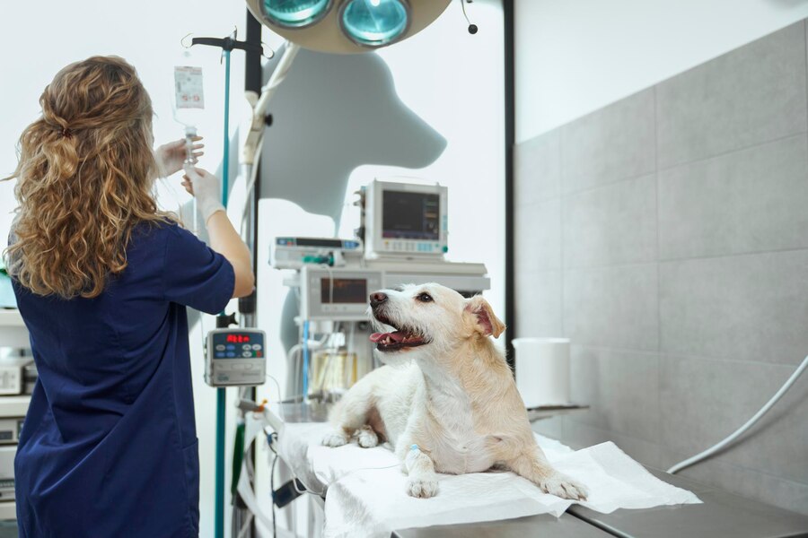 vet clinic