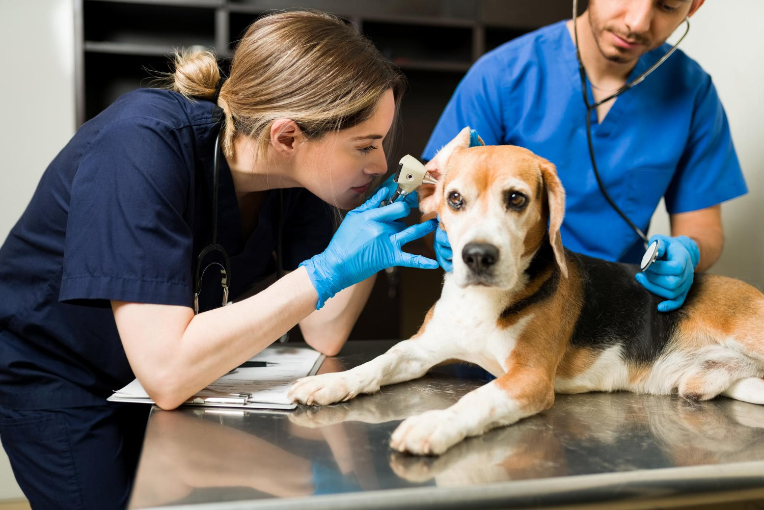 vet