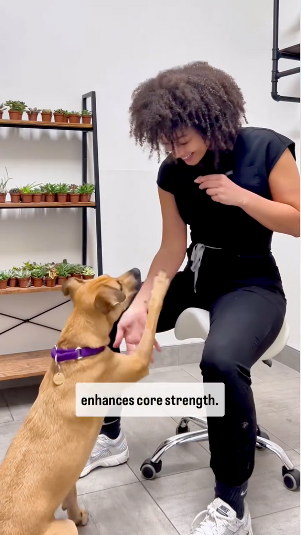 Veterinarian on a saddle stool with a patient